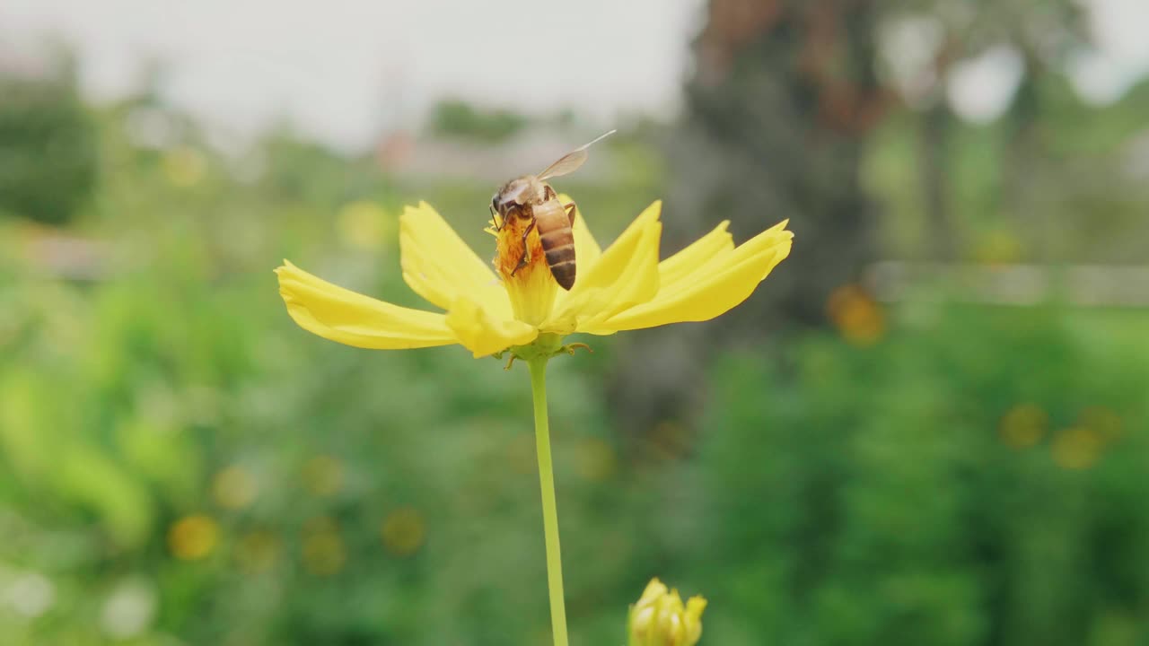 工蜂吮吸黄花花蜜的慢动作。蜜蜂在油田里忙碌着，在一个阳光明媚的春天早晨努力采集花粉、蜂蜜。视频素材