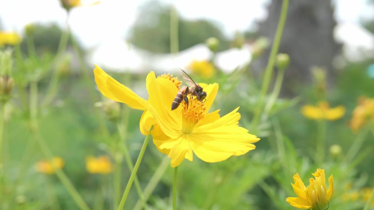 工蜂吮吸黄花花蜜的慢动作。蜜蜂在油田里忙碌着，在一个阳光明媚的春天早晨努力采集花粉、蜂蜜。视频素材