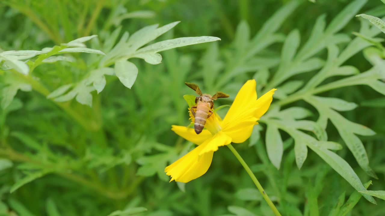 工蜂吮吸黄花花蜜的慢动作。蜜蜂在油田里忙碌着，在一个阳光明媚的春天早晨努力采集花粉、蜂蜜。视频素材