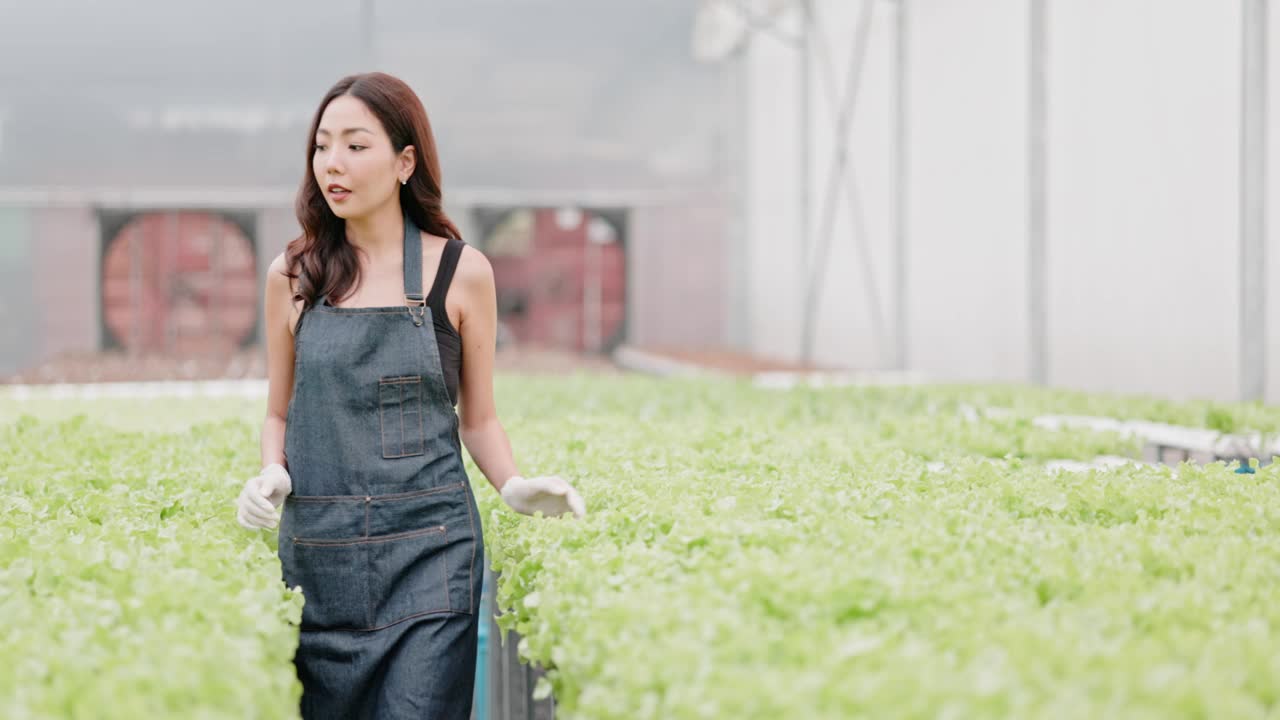 亚洲农场女主人和工人在一个大苗圃里检查水培蔬菜。爱护蔬菜，生产出优质环保的产品。现代农业技术视频素材