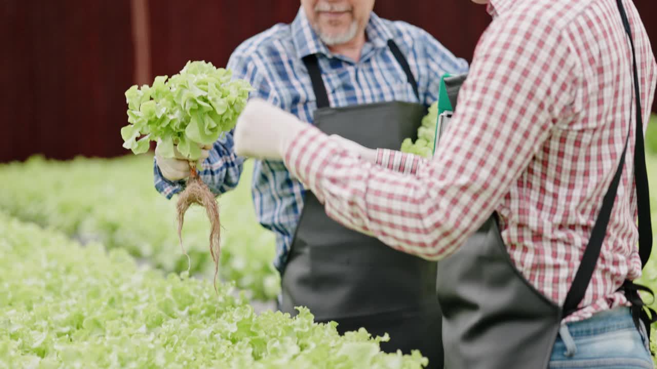 亚洲农场主和工人在一个大型苗圃里检查水培蔬菜。爱护蔬菜，生产出优质环保的产品。现代农业技术视频下载