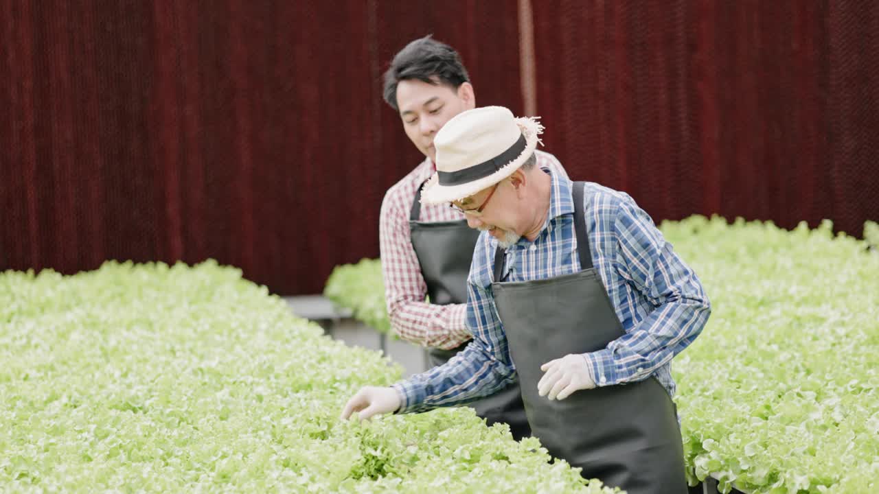 亚洲农场主和工人在一个大型苗圃里检查水培蔬菜。爱护蔬菜，生产出优质环保的产品。现代农业技术视频素材