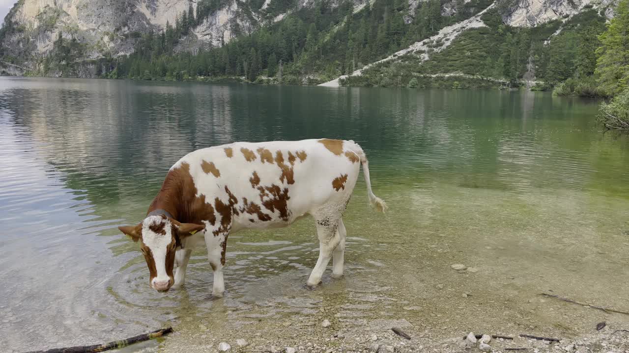 一头牛在宁静的湖边平静地喝水视频下载