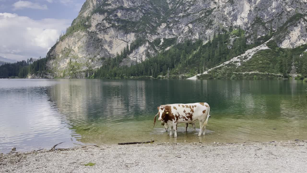 奶牛在高山湖泊和山脉的背景下休息。视频素材