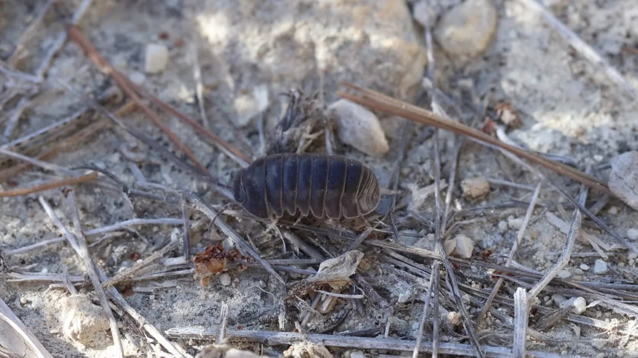 药丸虫Armadillidium vulgare行走视频素材