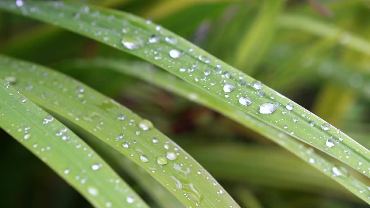 暴雨过后，雨水落在绿色的树叶上视频下载