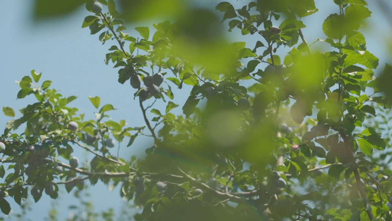 艳阳天的梅兰花视频素材