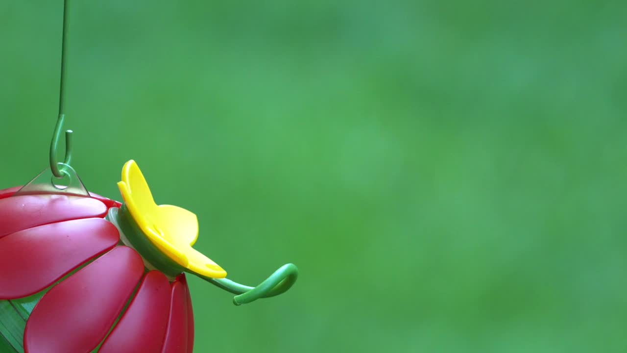 一只幼年雄红喉蜂鸟在喂食器中饮水的特写镜头——慢镜头视频素材