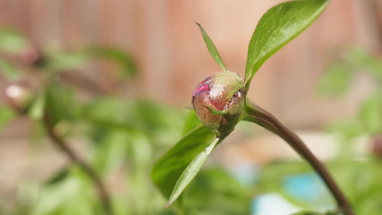 牡丹花蕾露珠。关闭了。视频素材