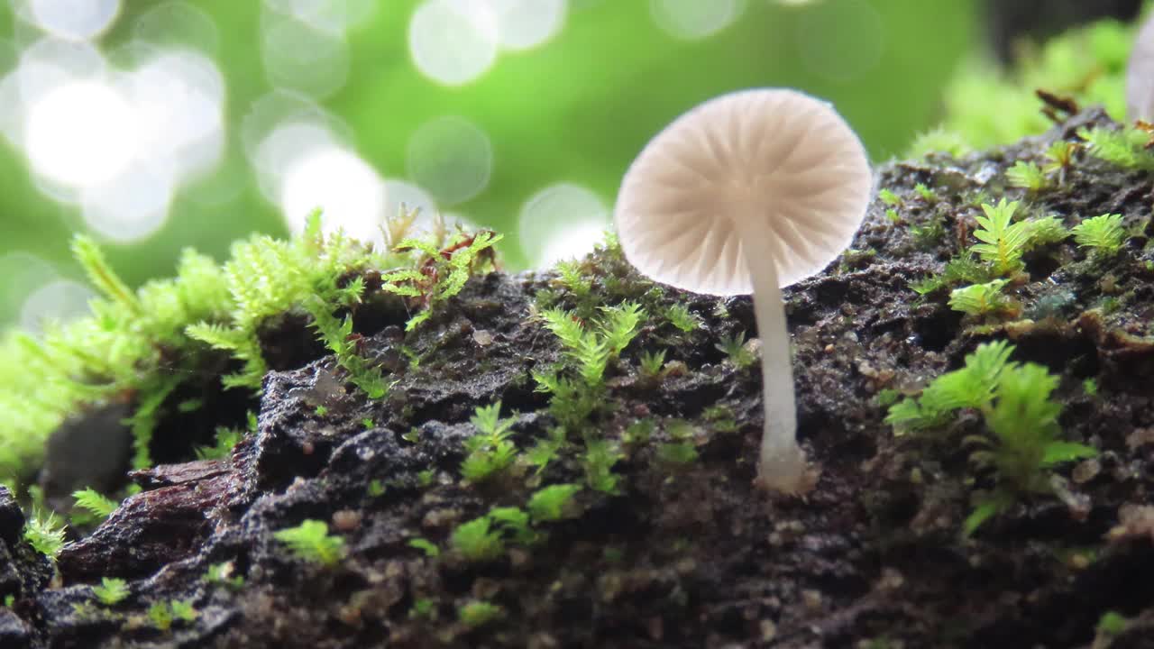 苔藓蘑菇视频素材