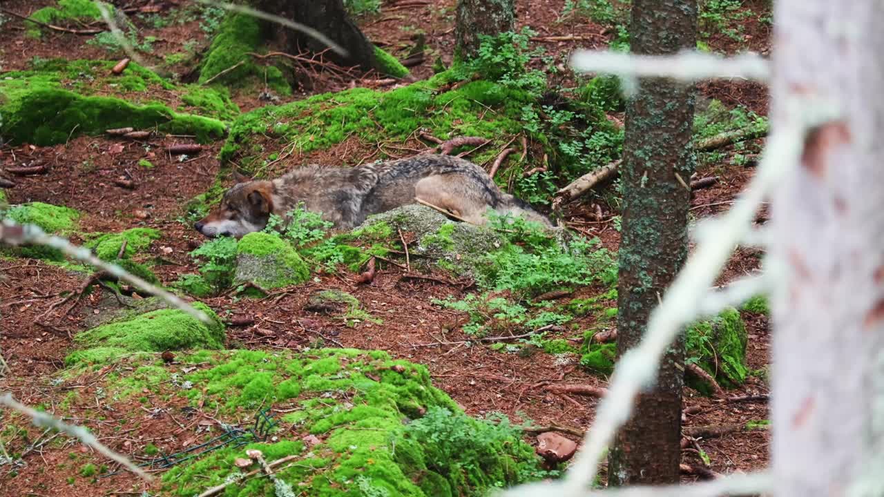 狼犬狼疮，灰狼潜伏在森林里，躺在地上。野生动物背景视频下载