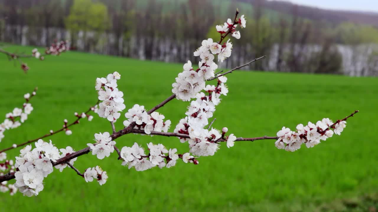 以发芽地为背景的开花树枝视频素材