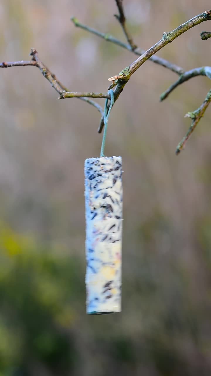 大山雀在冬天吃肥棍上的糖视频下载