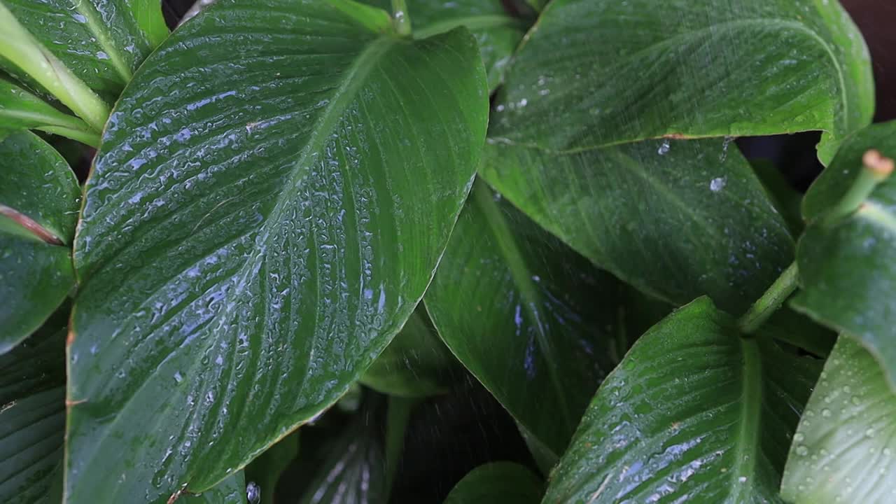 水倾泻在热带的绿叶上视频下载