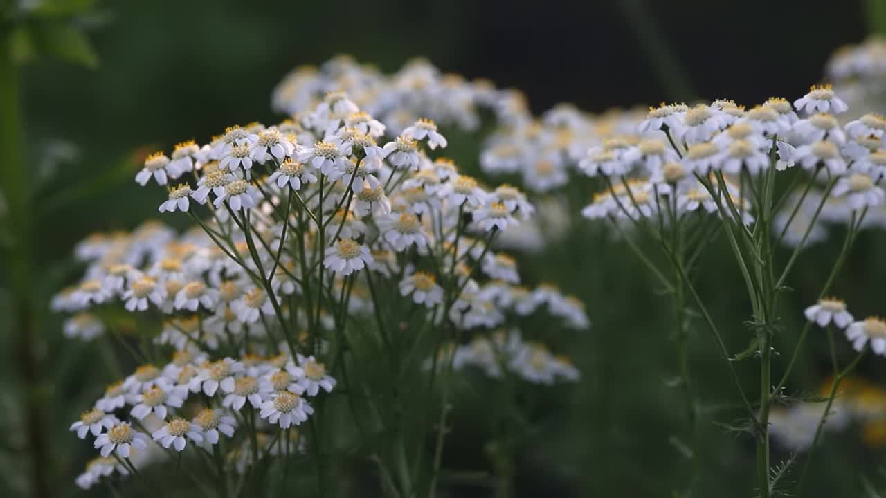 一片草地上开满了娇嫩的白色雏菊野花，映衬着生机勃勃的绿叶视频下载