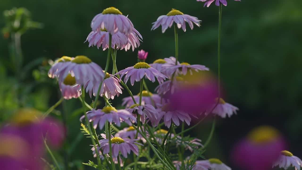 花园中粉红色的雏菊，中间是黄色的视频下载