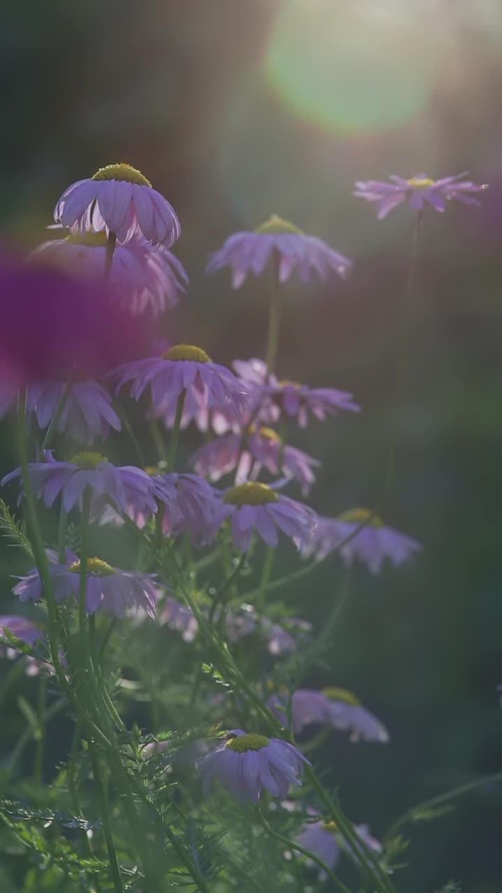 花园中粉红色的雏菊，中间是黄色的视频下载