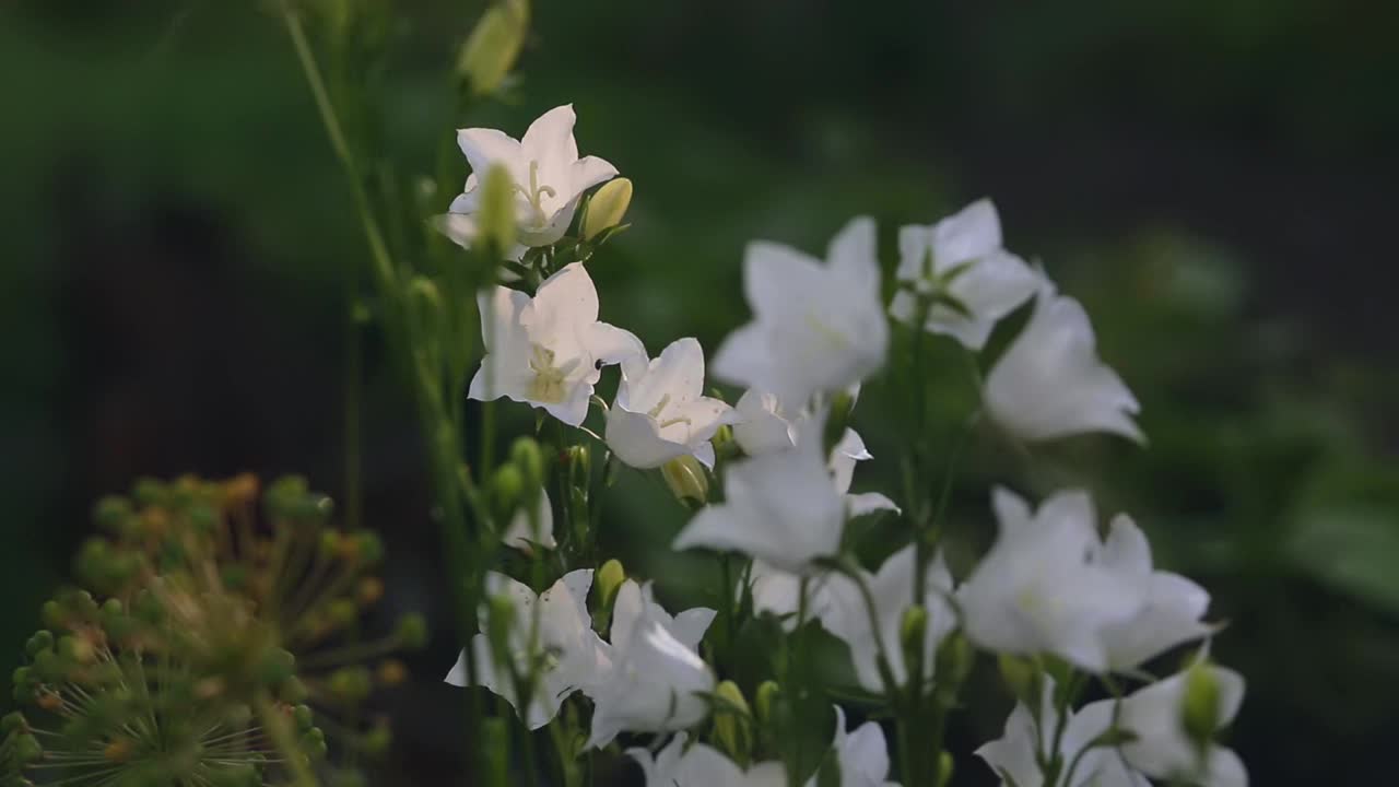 白色风铃花在黄昏花园的绿色植物中盛开视频下载