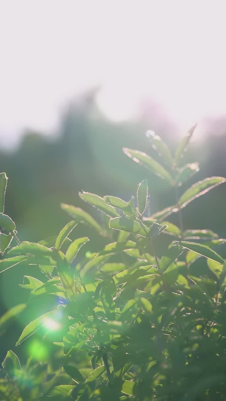 灌木树枝在夕阳下轻轻摇曳视频下载