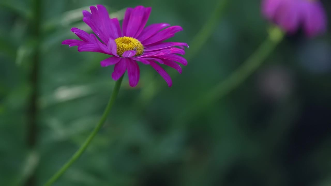 亮粉色的雏菊在柔和的微风中摇曳，背景是模糊的绿色视频下载