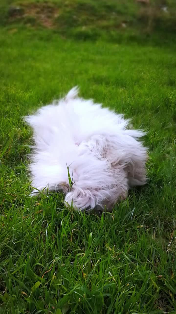 顽皮的白色长毛狗在一个阳光明媚的日子里在草地上打滚视频素材