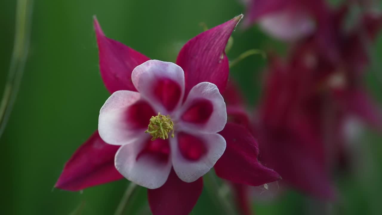 美丽的水仙花白红微距视频视频下载