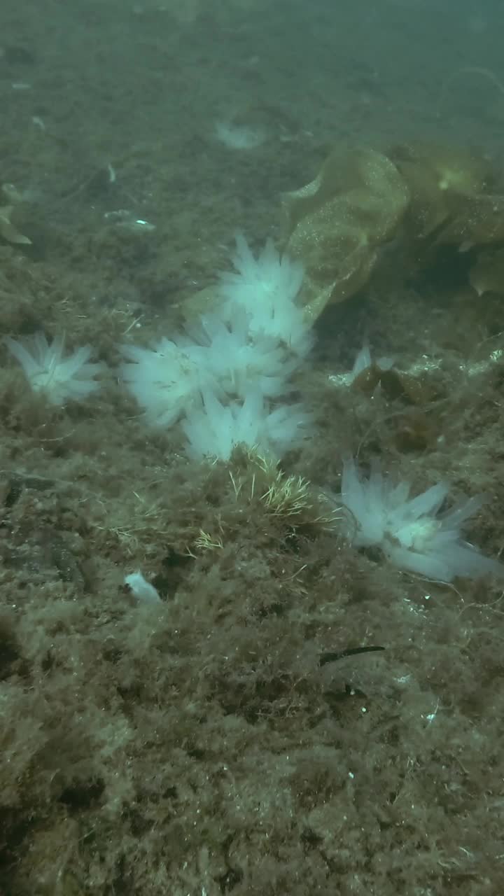 海鞘群透明的海鞘，生长在被褐藻和海带覆盖的海床上视频素材