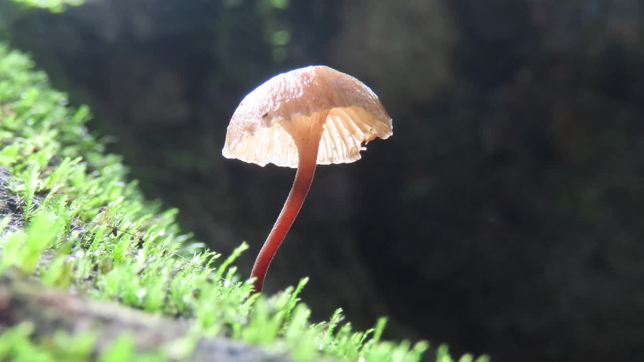 苔藓蘑菇视频素材