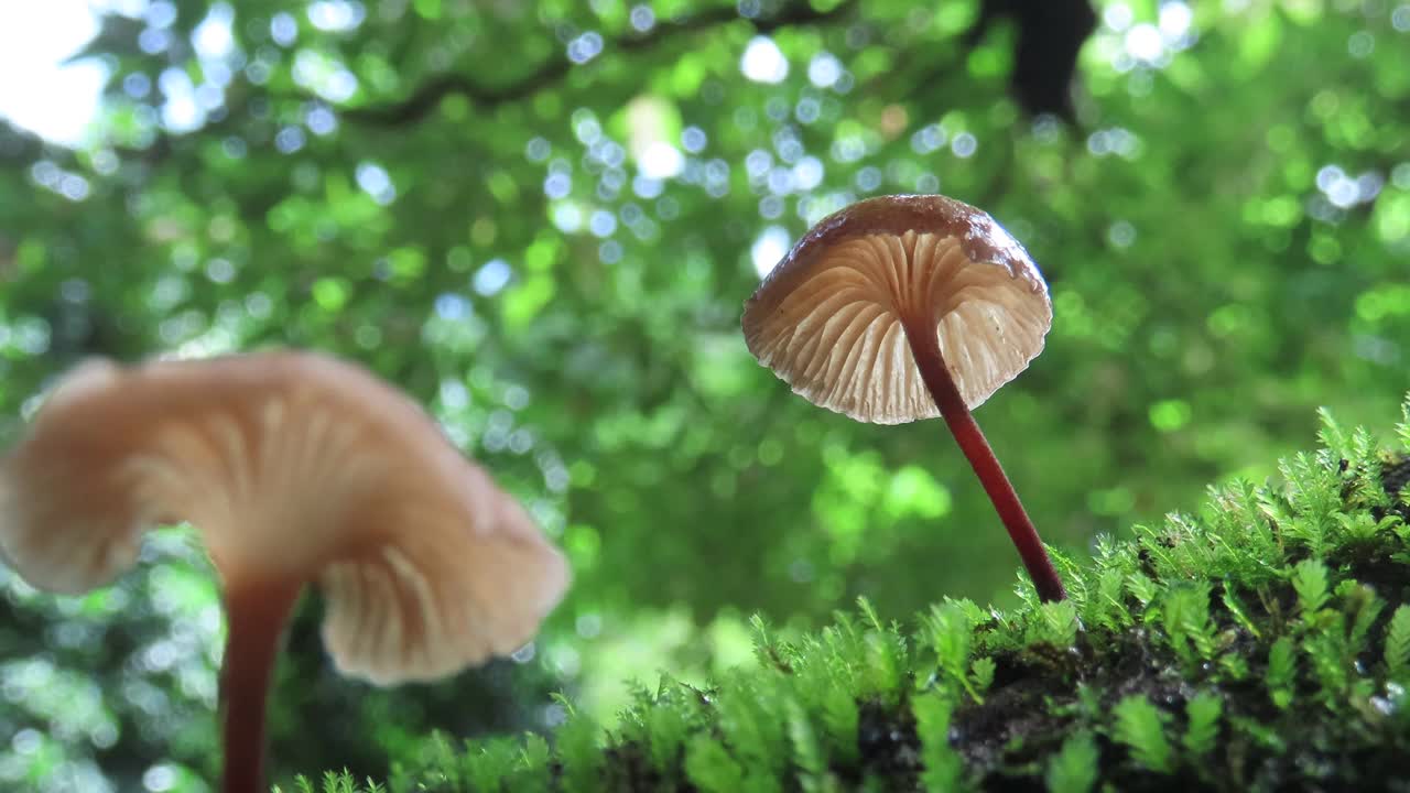 苔藓蘑菇视频素材