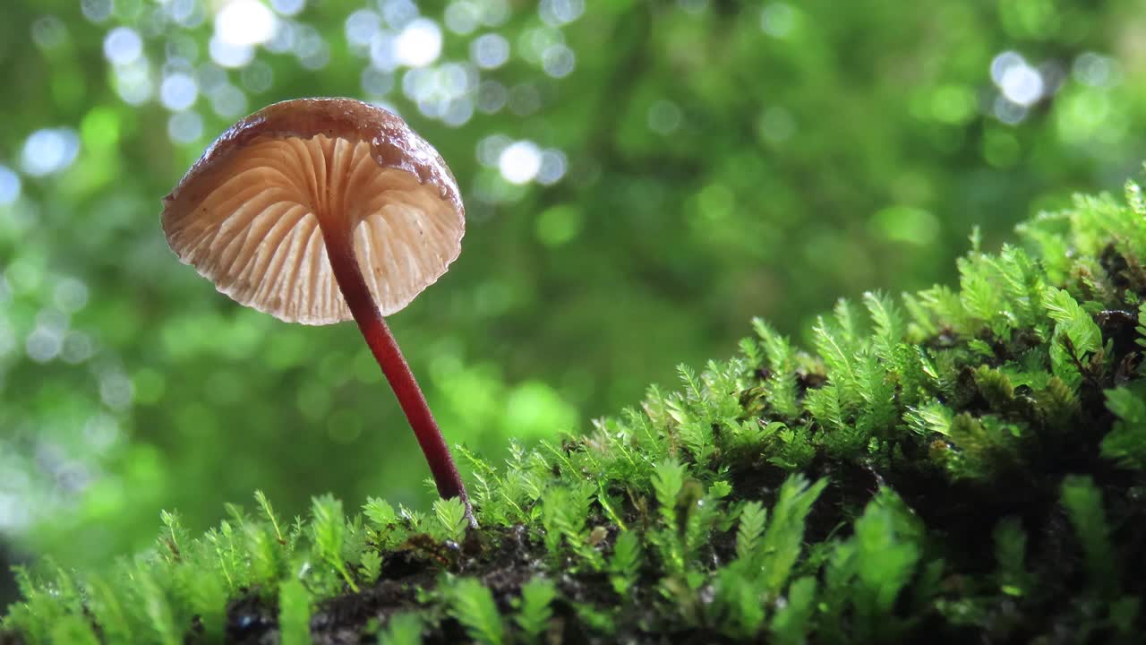 苔藓蘑菇视频素材