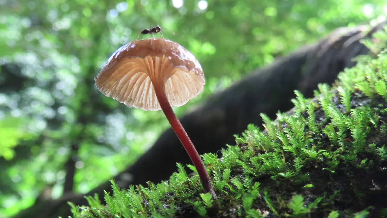 苔藓蘑菇视频素材