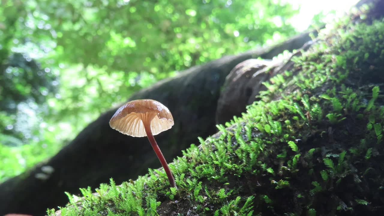 苔藓蘑菇视频素材