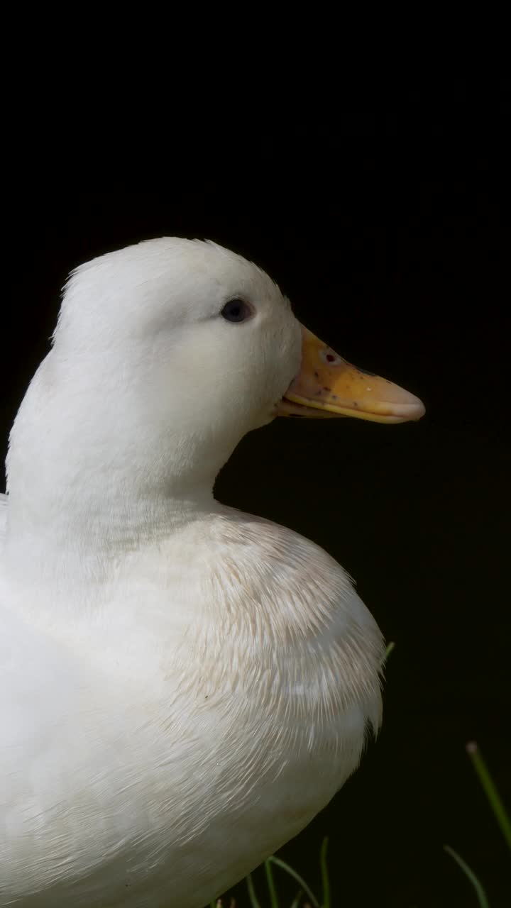 家鸭(Anas platyrhynchos domesticus)的特写。视频下载