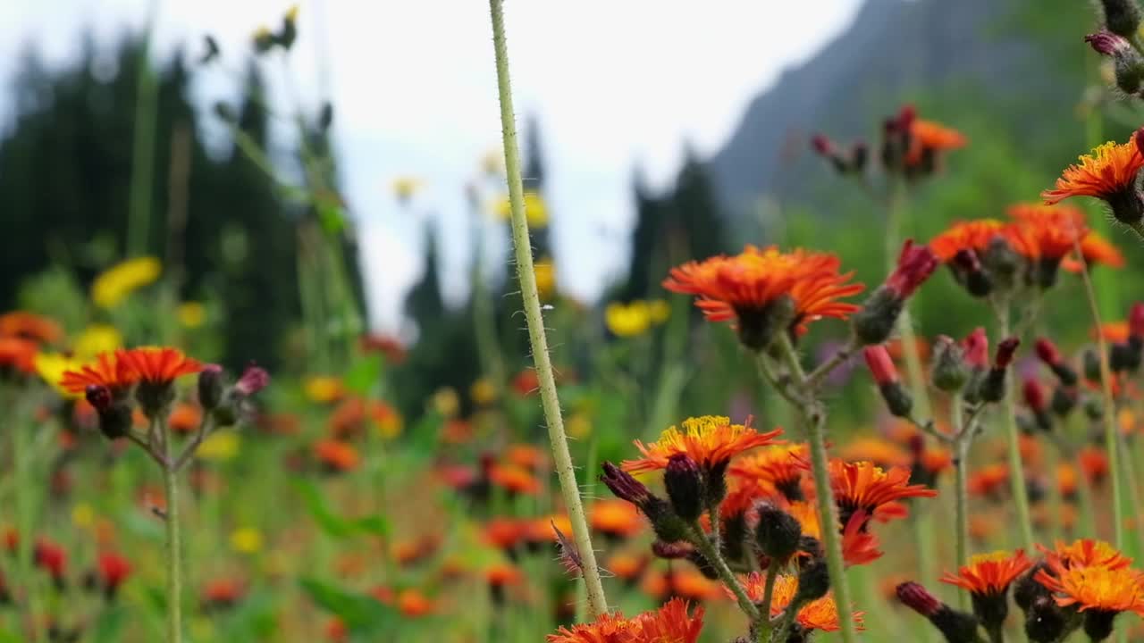 山中的金盏花或金盏花，开着鲜艳的橘黄色花视频下载