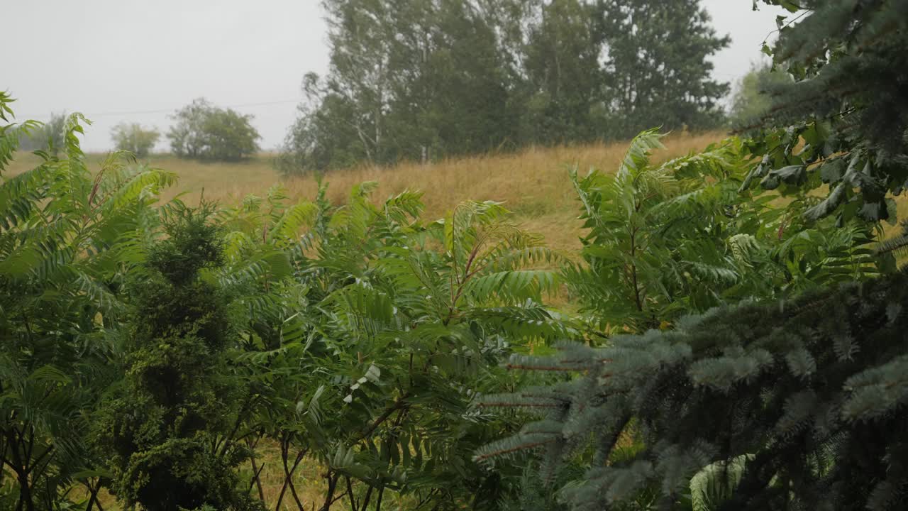 气候变化室外飓风，狂风暴雨，雷暴。可怕的台风风暴和冰雹。热带风暴中的狂风暴雨吹倒树木。全球变暖气候变化极端天气。视频素材