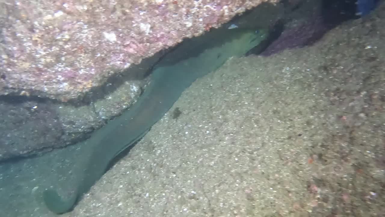 这是墨西哥太平洋上一条Panamic Green Moray (Gymnothorax castaneus)的4k视频视频素材