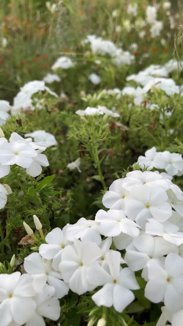 一片白色的花带着一些棕色的斑点。鲜花盛开，散落在田野里。现场是和平和宁静的，因为花是一个美丽的和平静的景象视频下载