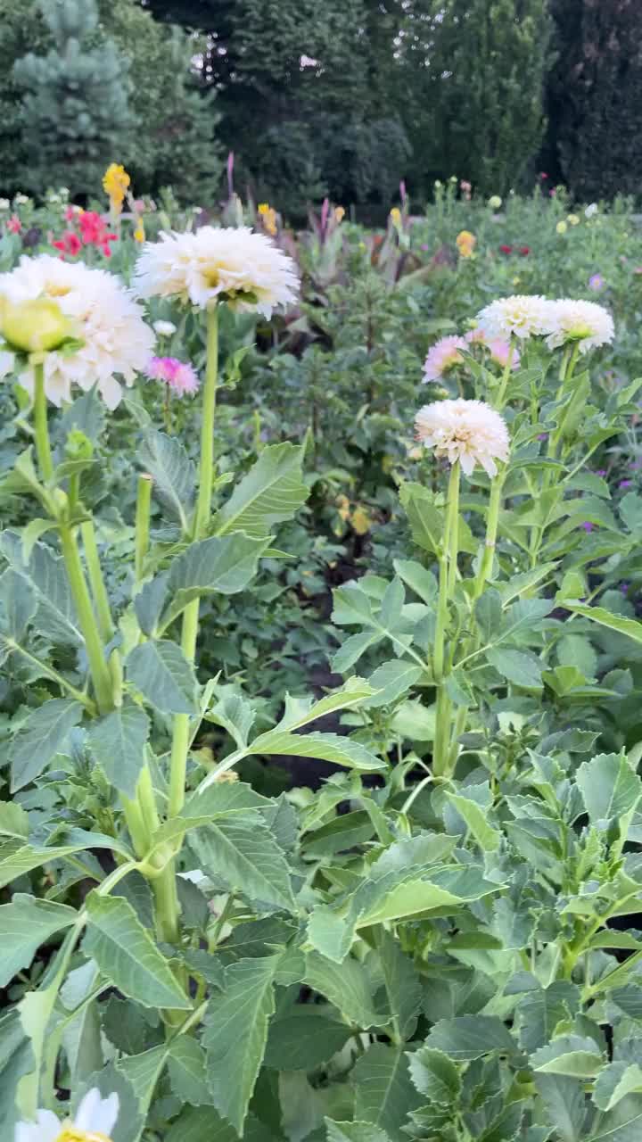 一片花田，中间有几朵白花。花儿盛开，田野郁郁葱葱视频下载