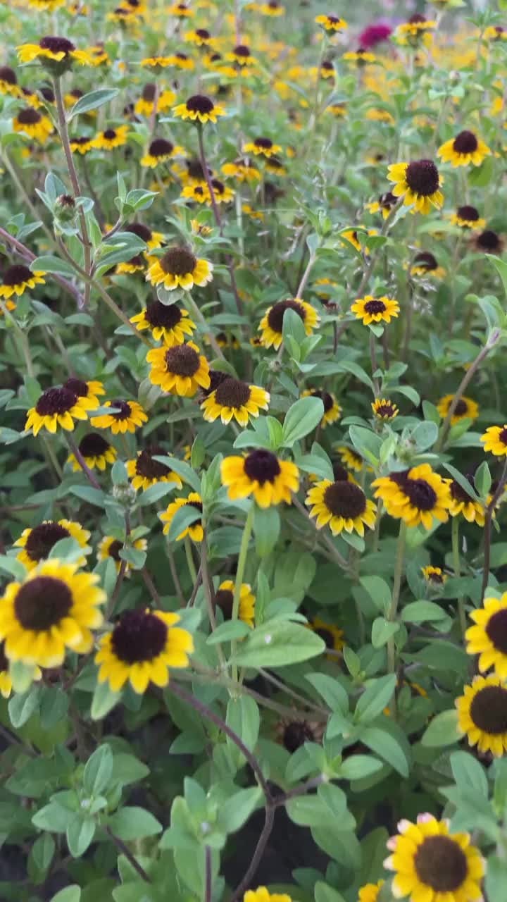 一片有棕色中心的黄花地。鲜花盛开，散落在田野里视频素材