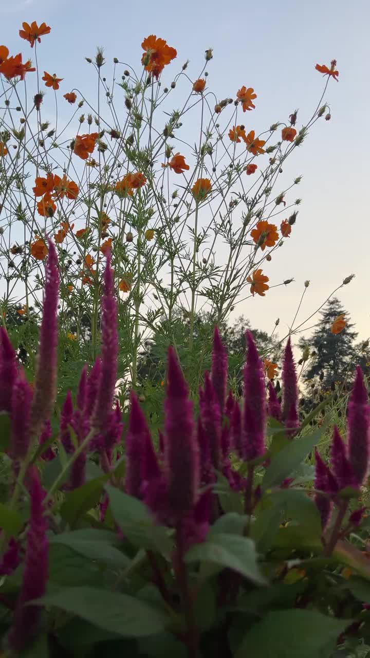 一片开着紫色和橙色花朵的花地。天空是蓝色的，没有云视频素材