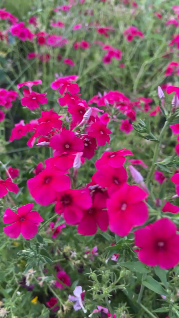 一片粉红色的花和几朵紫色的花。田野郁郁葱葱，生机勃勃，有一种富足和生命的感觉视频下载