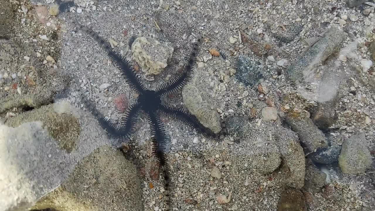 海星，海蛇尾，在清澈的海水中优雅地游动。海星的触须沿着岩石海床缓慢移动。适合自然纪录片，海洋教育或休闲。视频素材