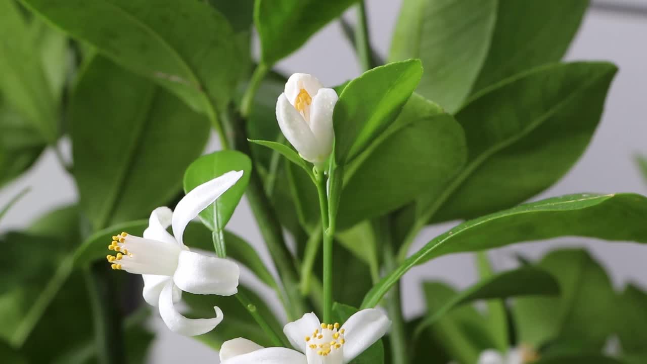 鱿鱼橙树开花高清视频。白色芬芳的花朵。橙花盛开。视频下载