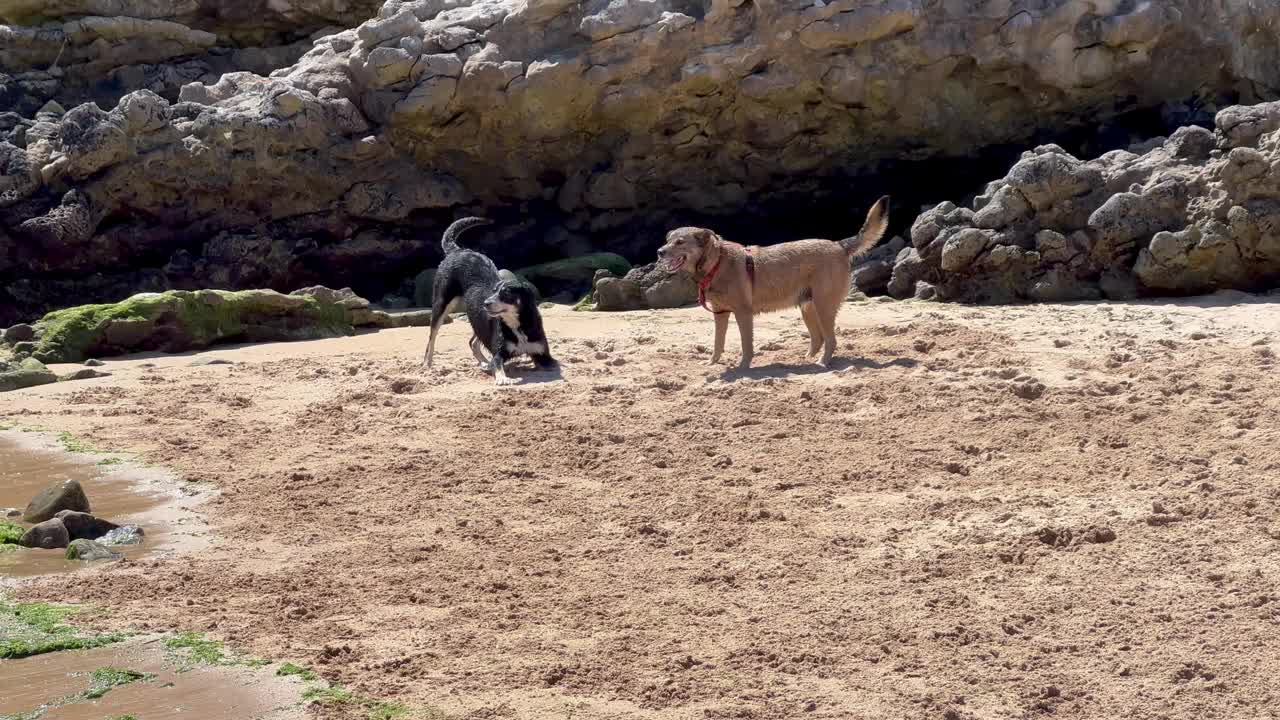 狗在海滩上玩耍的视频视频下载