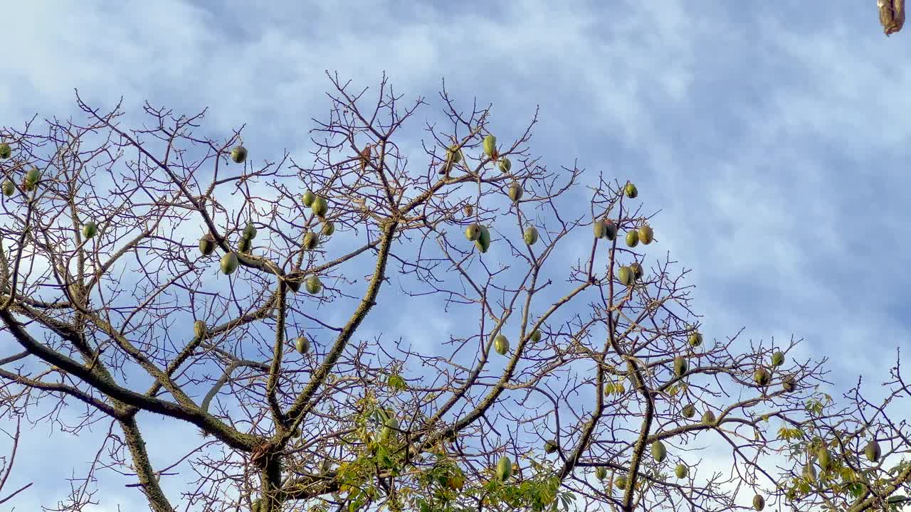 木棉树果实视频下载