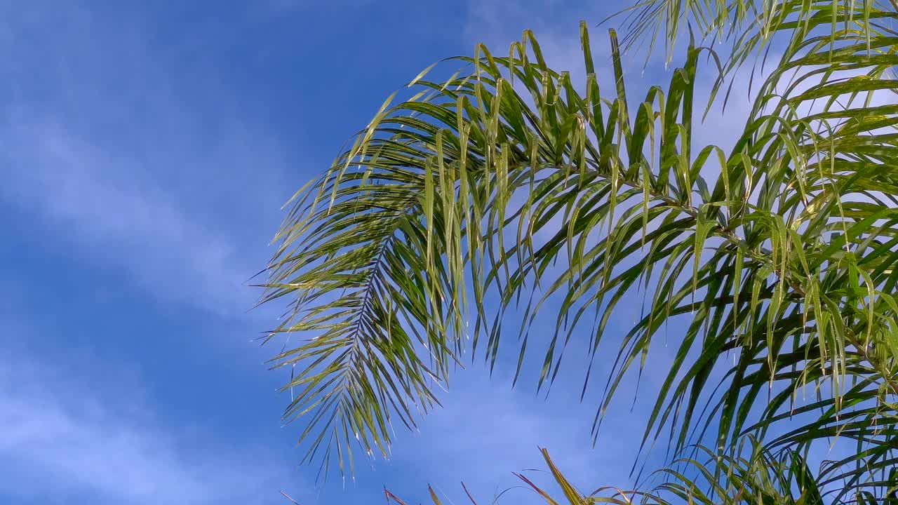 棕榈叶视频下载