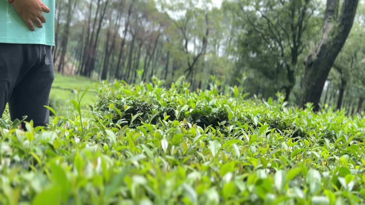 年轻游客站在茶园中央用智能手机自拍。视频下载