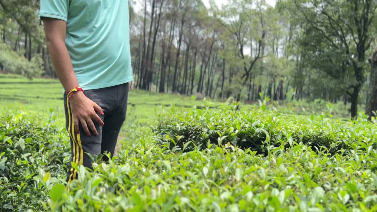 年轻游客站在茶园中央用智能手机自拍。视频下载