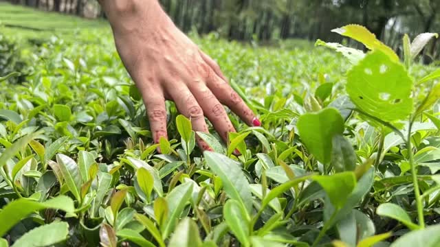 年轻的游客在茶园放松，享受大自然。视频素材