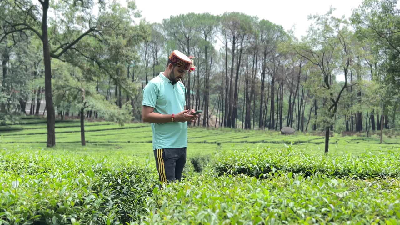 年轻游客站在茶园中央玩智能手机。视频素材